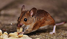 24 Hour & Emergency Exterminators in Little Falls, WI